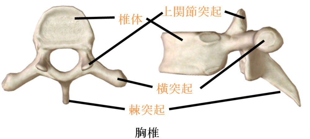 剣 状 突起 と は